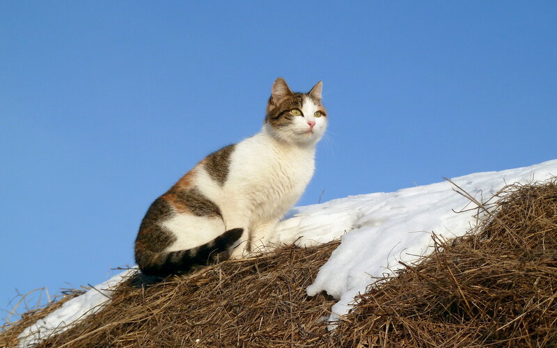 Calico Cat on Hay