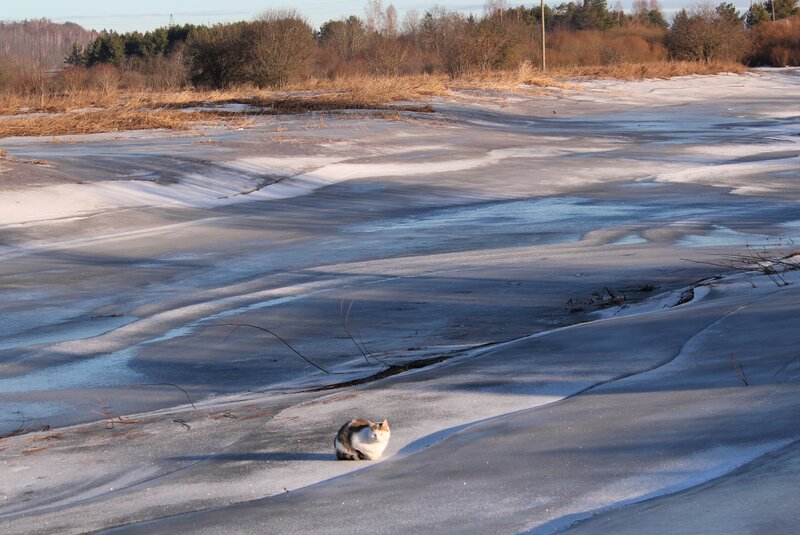 Calico Cat on Ice