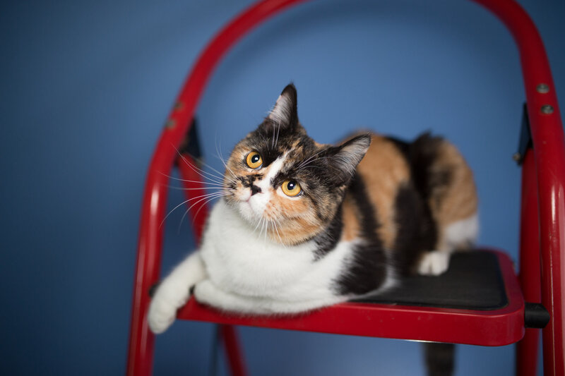 Calico Cat on Ladder