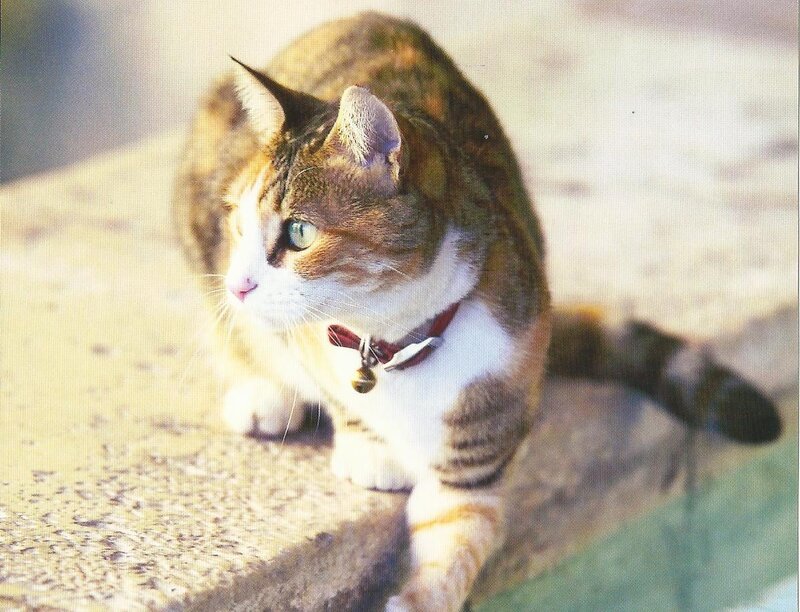 Calico Cat on Ledge — Brown