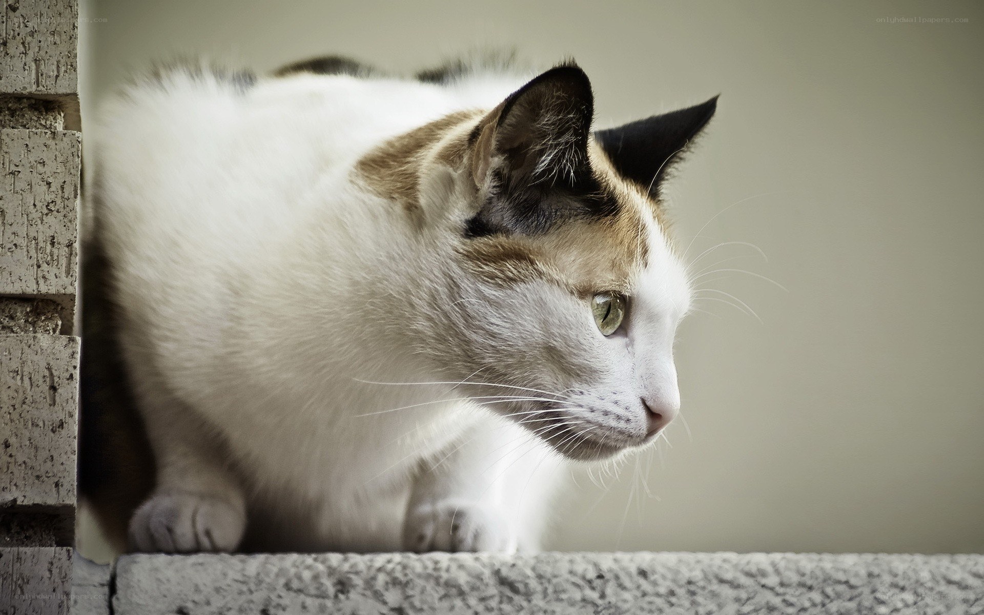 calico cat on ledge