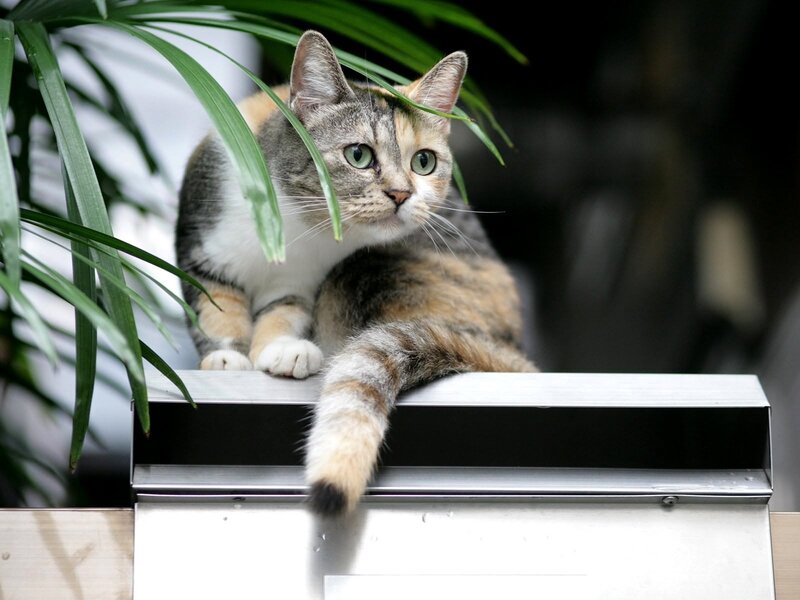 calico cat on metal surface