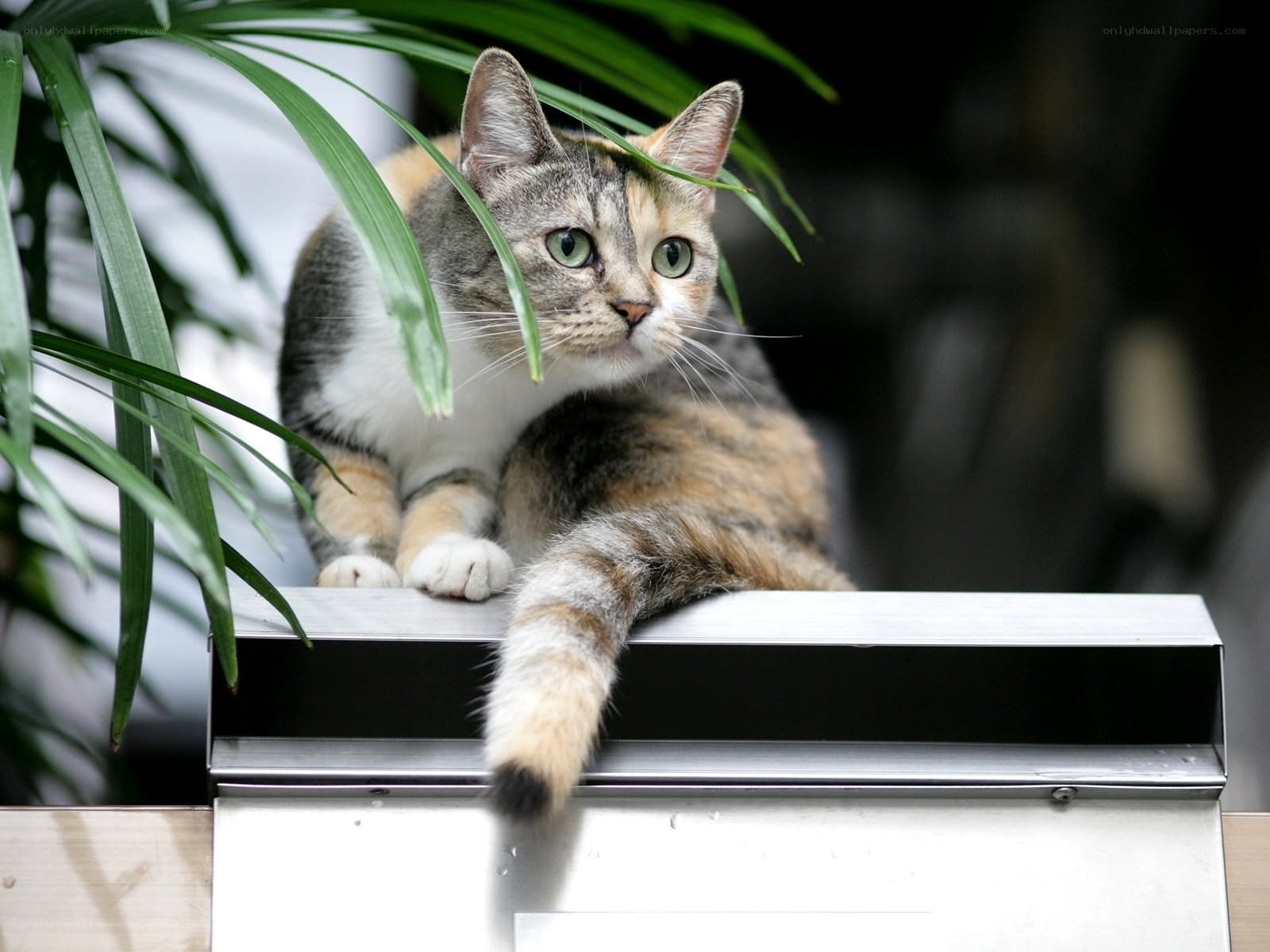 calico cat on metal surface
