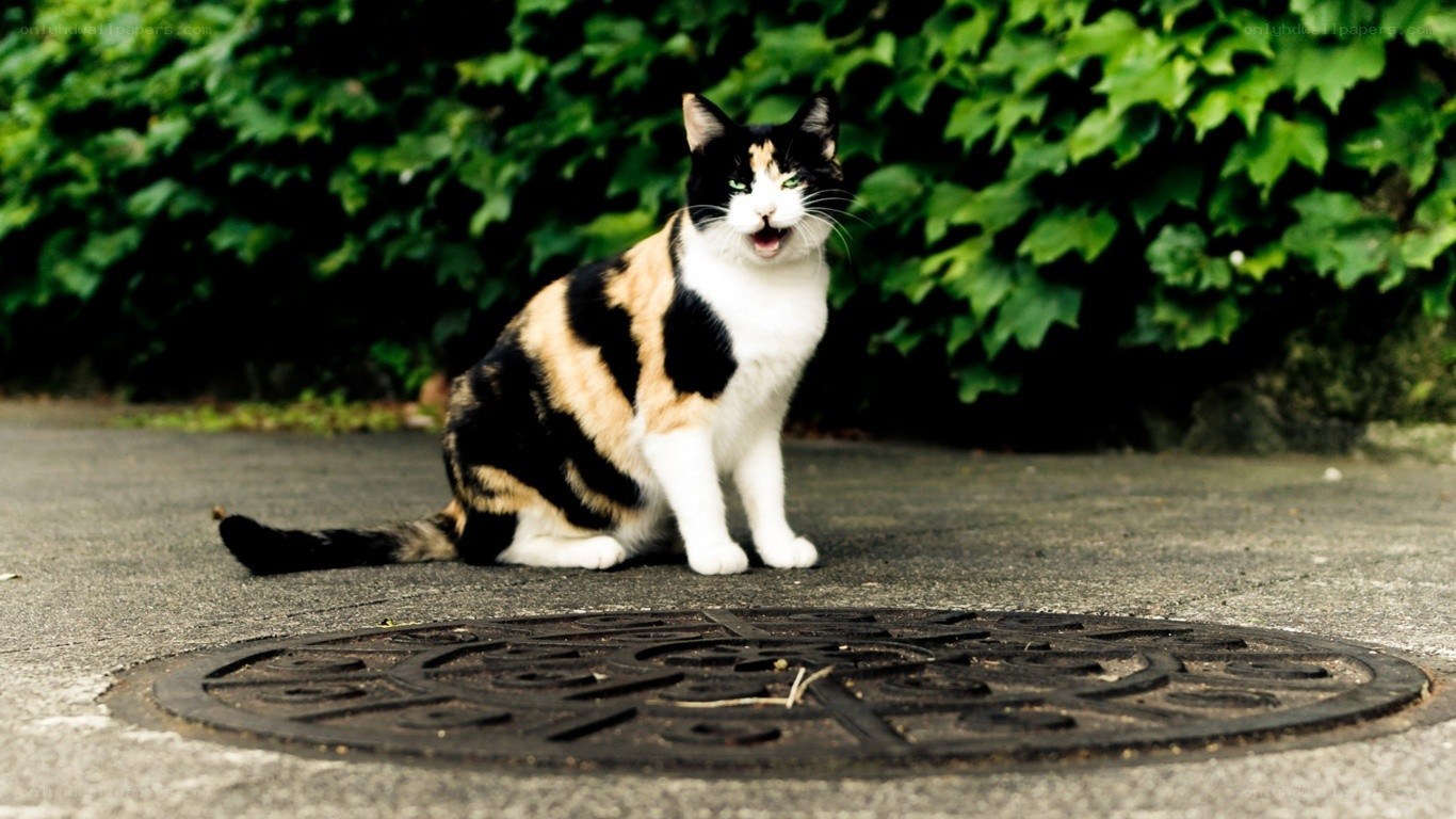calico cat on pavement