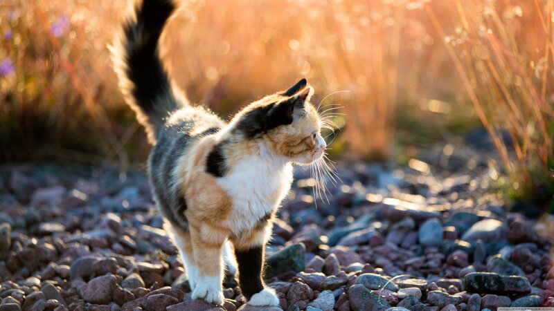 Calico Cat on Pebbles