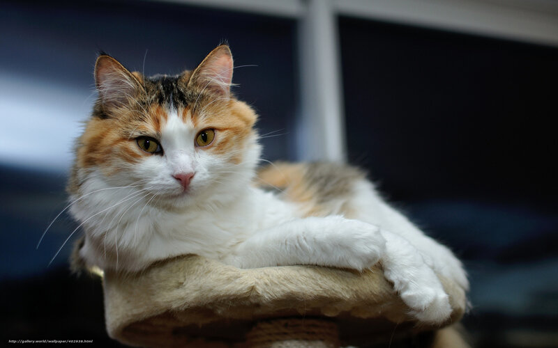 Calico Cat on Perch — White, Calm, Photograph