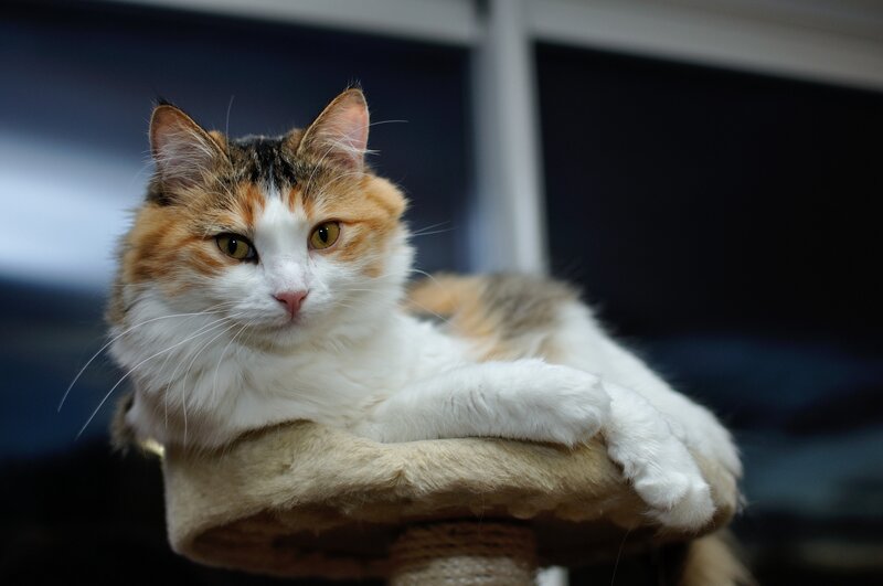 Calico Cat on Perch — White, Calm