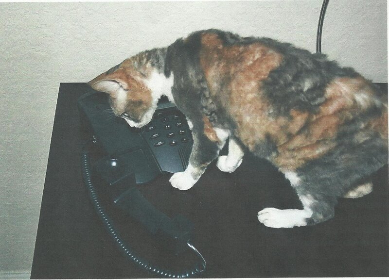 Calico Cat on Phone