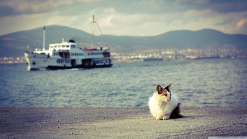 Calico Cat on Pier