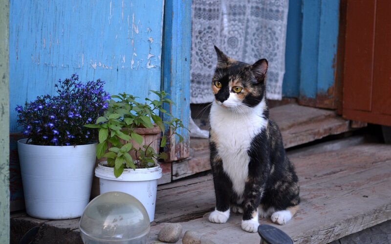 Calico Cat on Porch — Blue