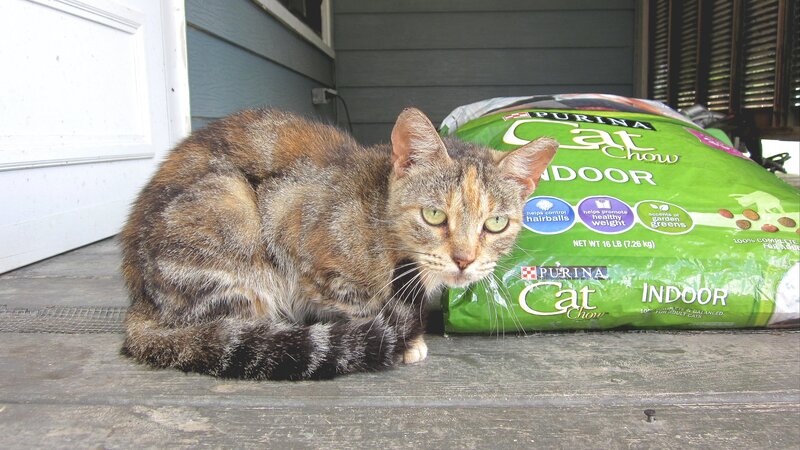 Calico Cat on Porch — Green