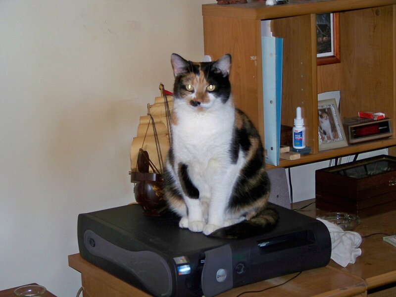 Calico Cat on Printer