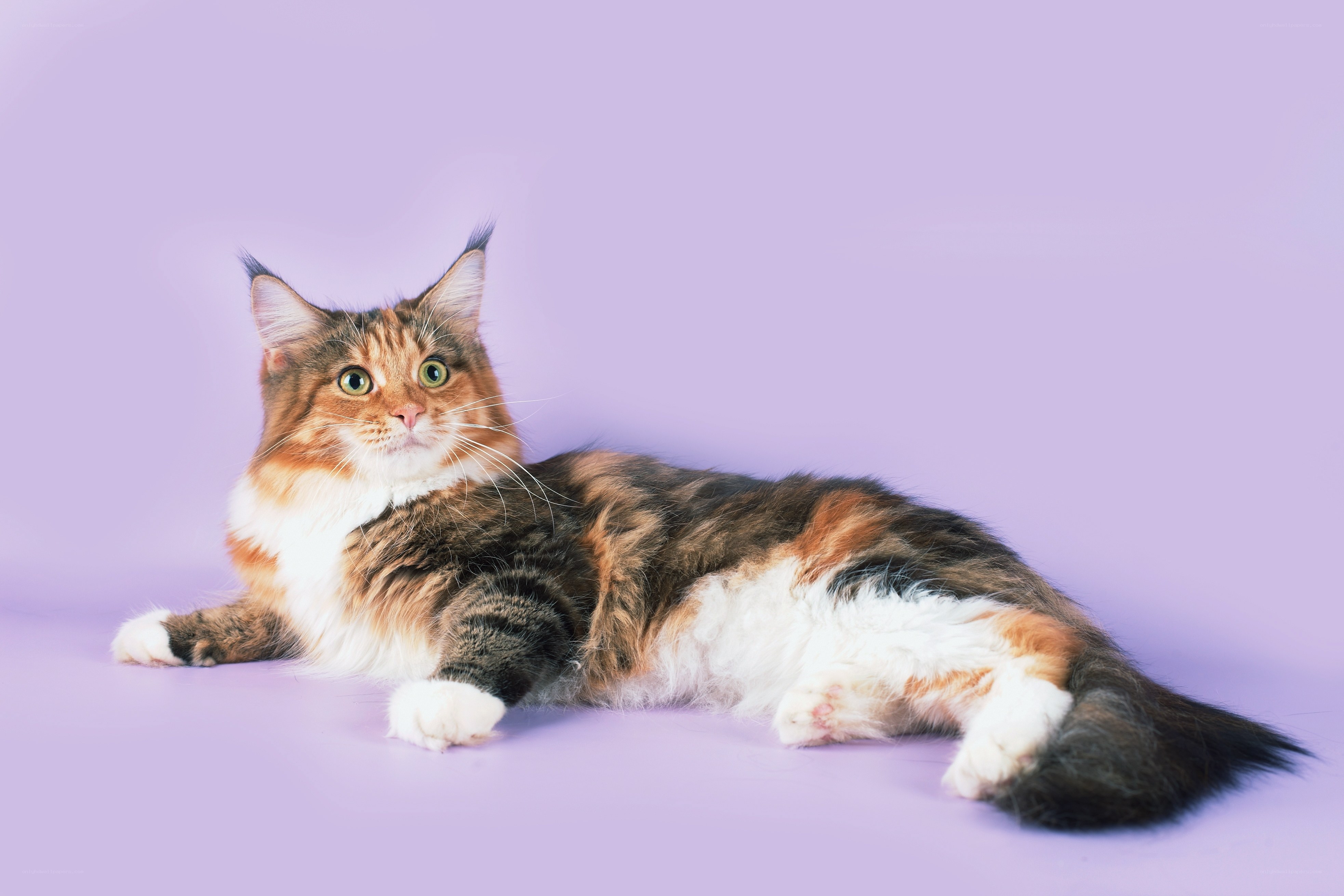 calico cat on purple background
