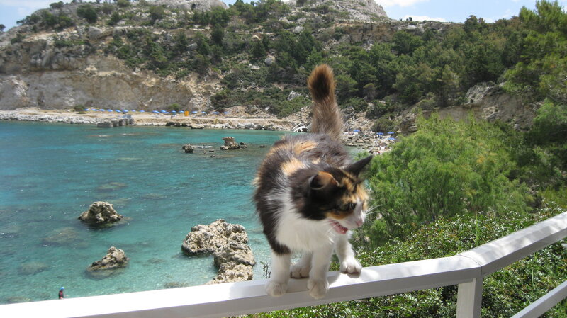 Calico Cat on Railing