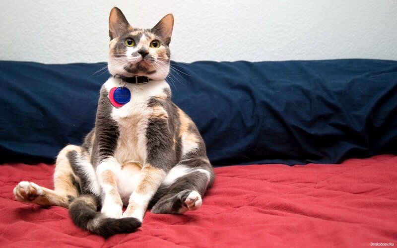 calico cat on red bed