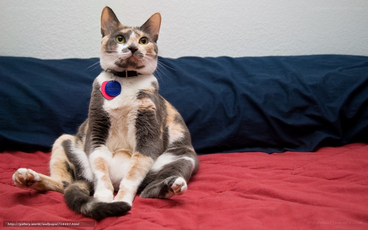 calico cat on red bed