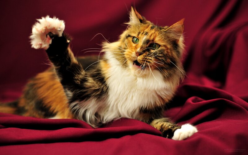 Calico Cat on Red Cloth
