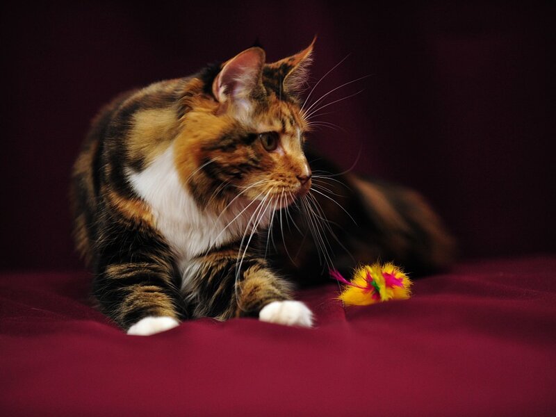Calico Cat on Red Fabric — Maroon