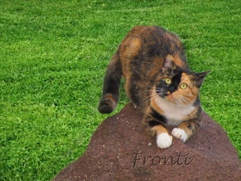 Calico Cat on Rock — Green