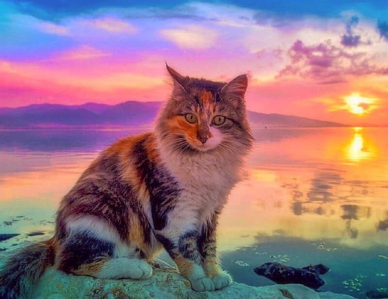 Calico Cat on Rock — Pink