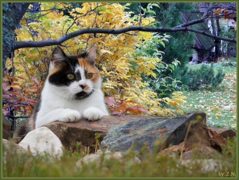 Calico Cat on Rock — White