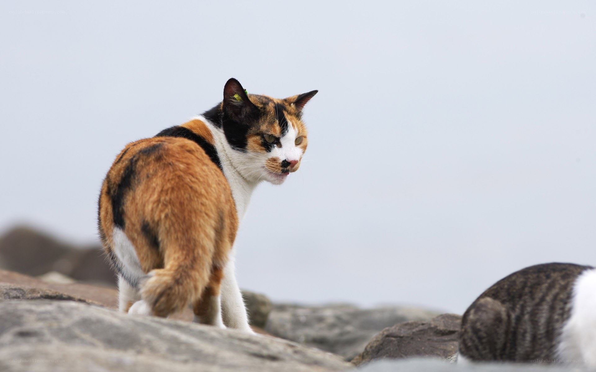 calico cat on rocks