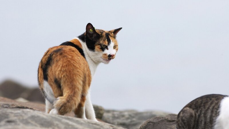 calico cat on rocks
