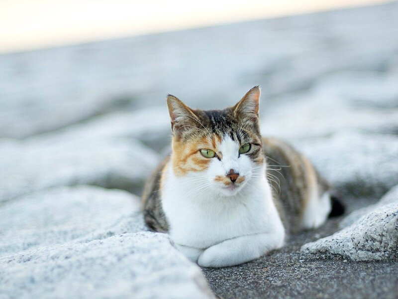 calico cat on rocks
