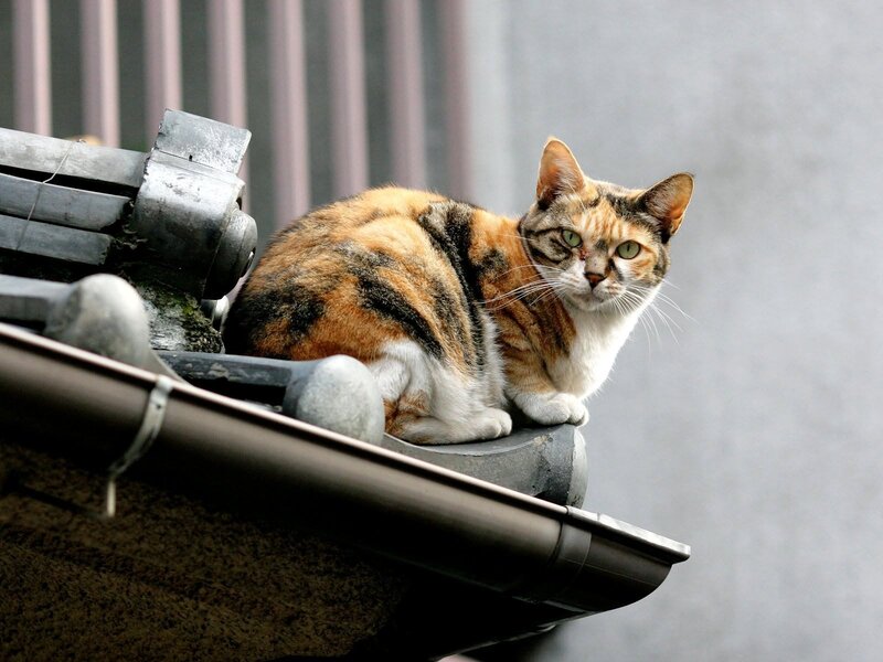 Calico Cat on Roof — Orange