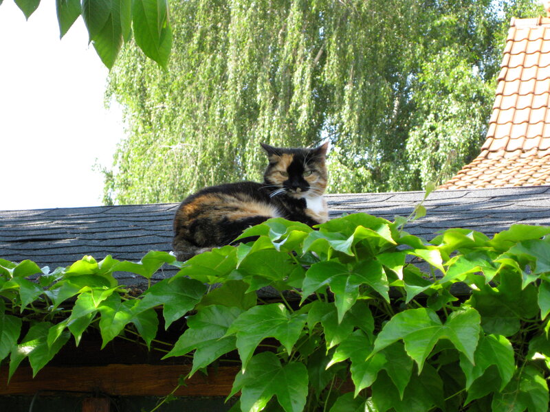 Calico Cat on Roof