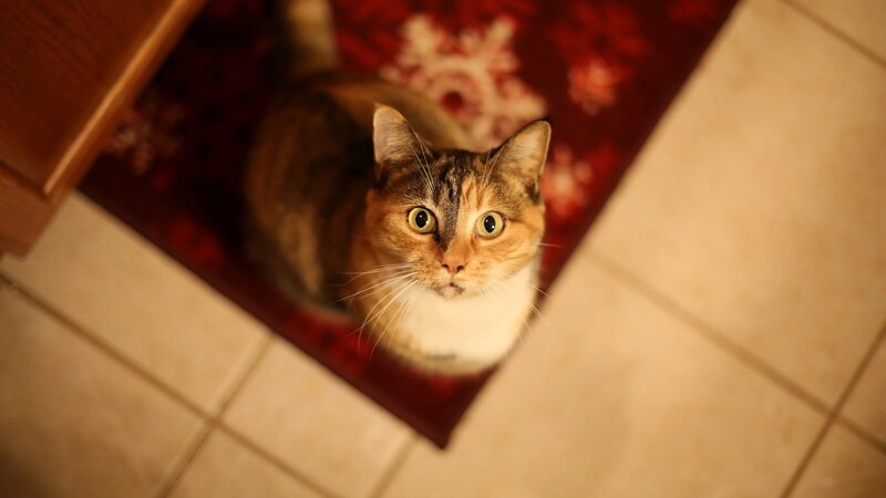 Calico Cat on Rug — Red, Curious, Photograph, Floor