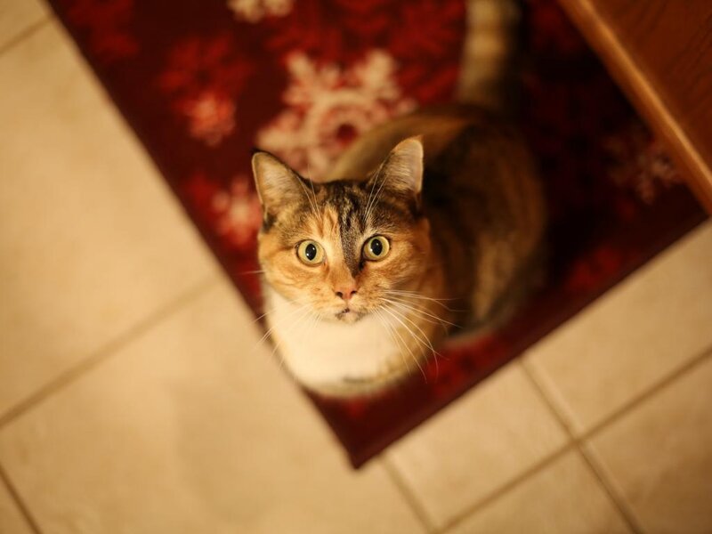 Calico Cat on Rug — Red, Curious