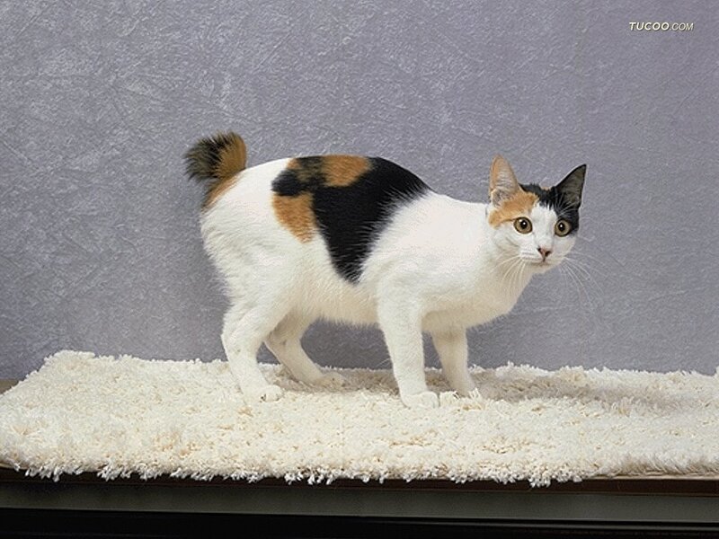 Calico Cat on Rug