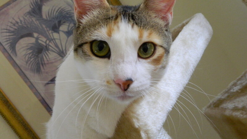 Calico Cat on Scratching Post