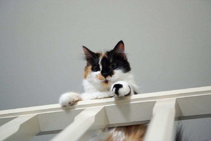 Calico Cat on Shelf — White