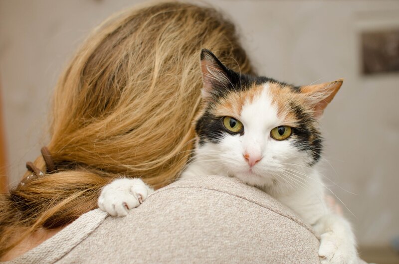 Calico Cat on Shoulder