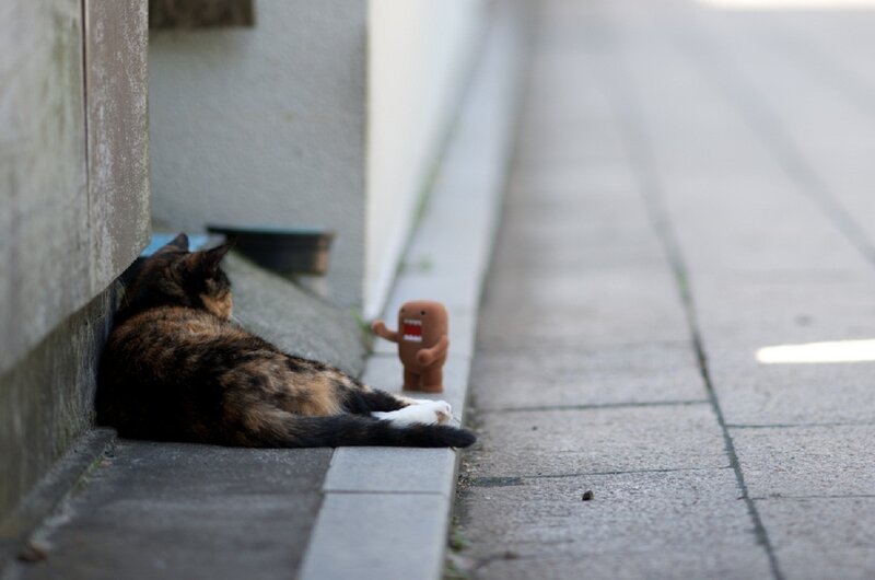 Calico Cat on Sidewalk