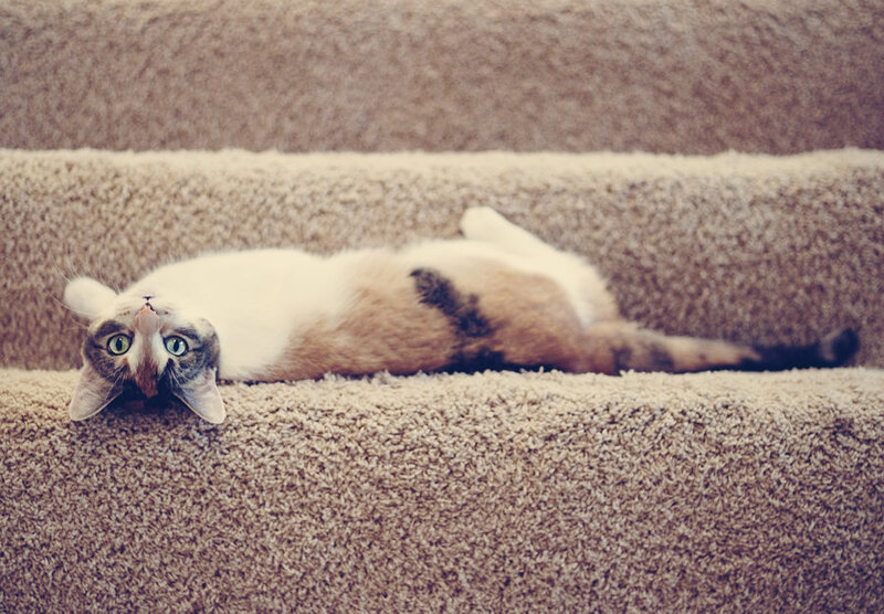 Calico Cat on Stairs