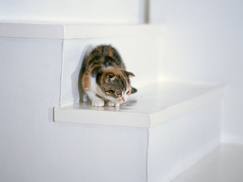 Calico Cat on Stairs — White