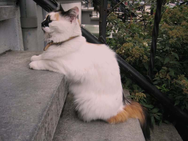 Calico Cat on Steps