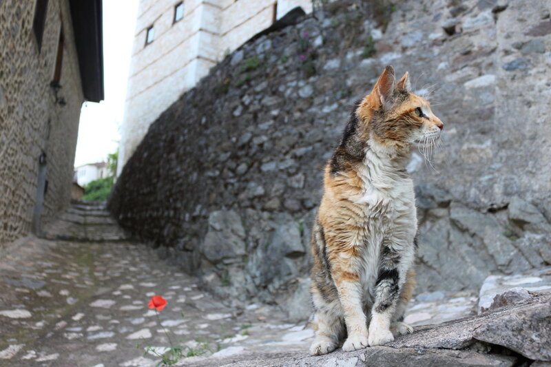 Calico Cat on Stone