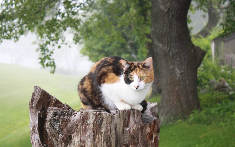 Calico Cat on Stump — Green