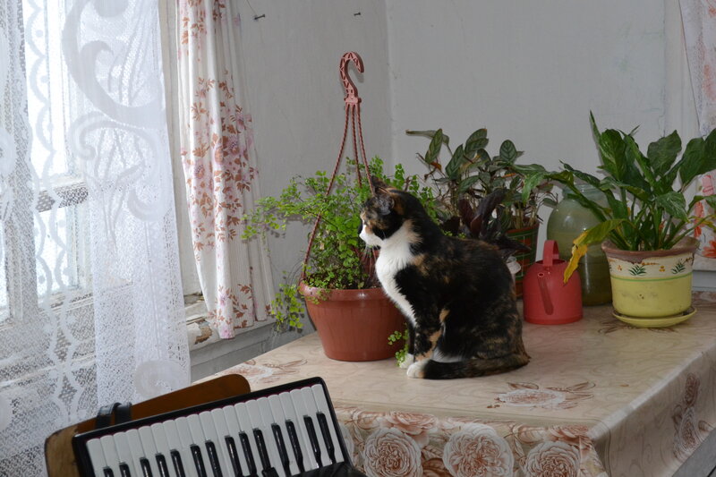 Calico Cat on Table — White, Serene