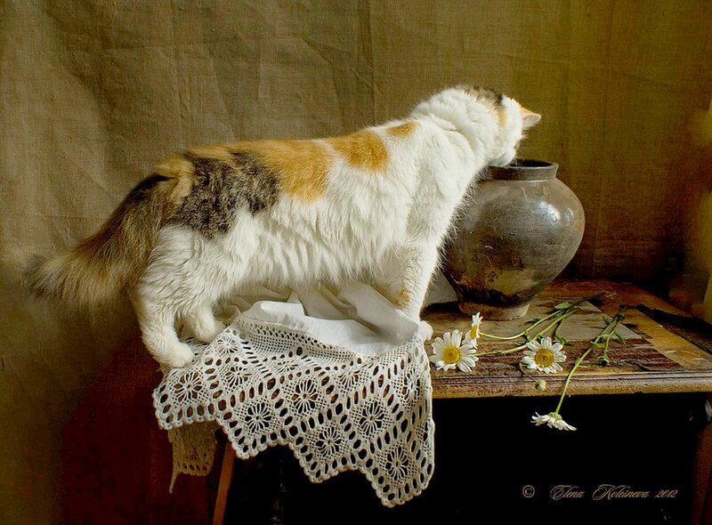 Calico Cat on Table — White