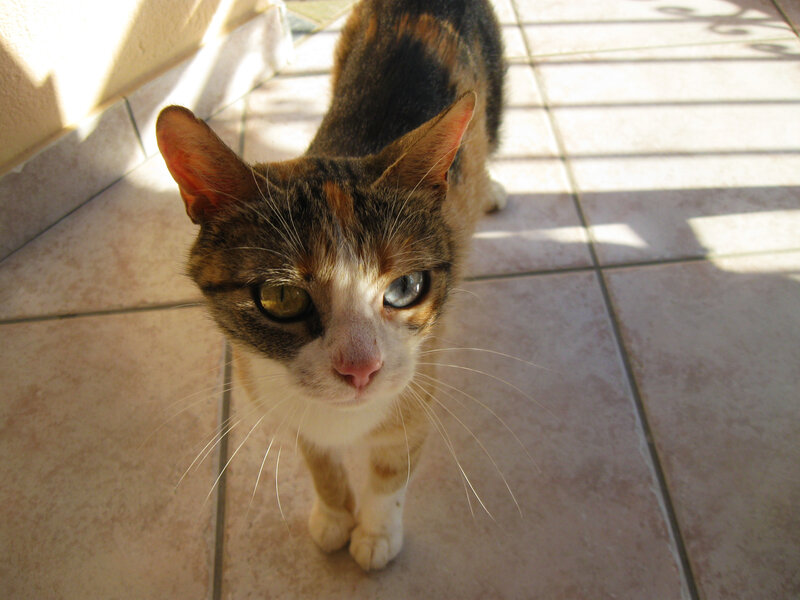 Calico Cat on Tile