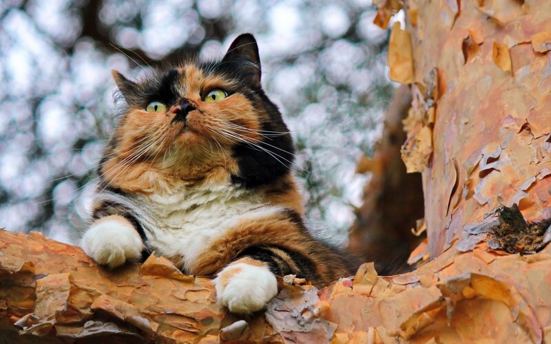Calico Cat on Tree — Orange
