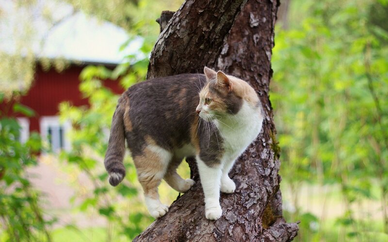 Calico Cat on Tree
