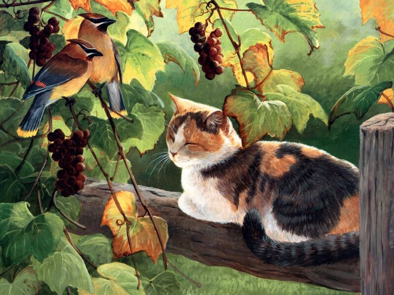 Calico Cat on Vine