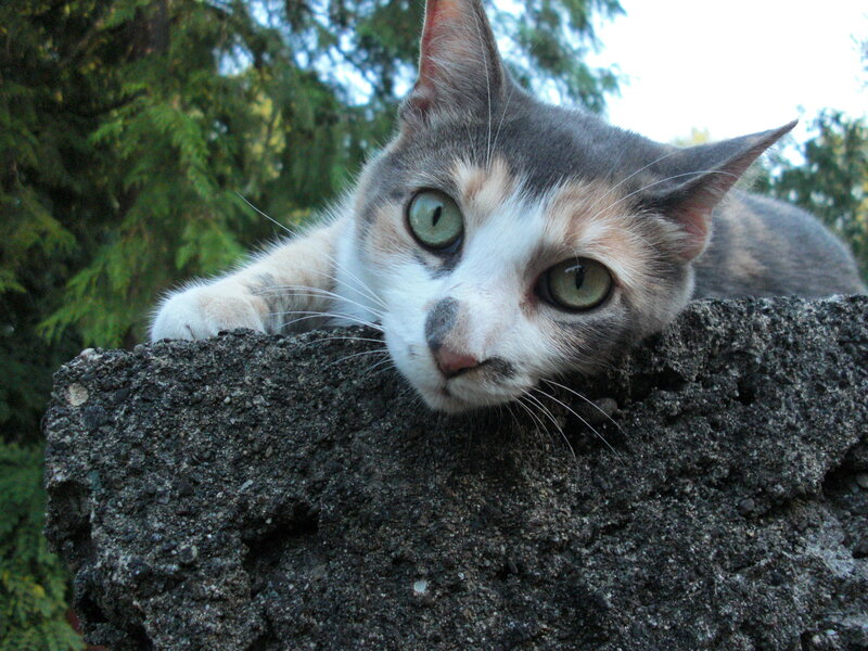Calico Cat on Wall — Gray