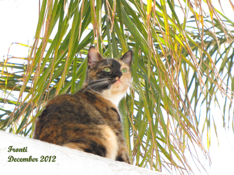 Calico Cat on Wall — Green, Serene